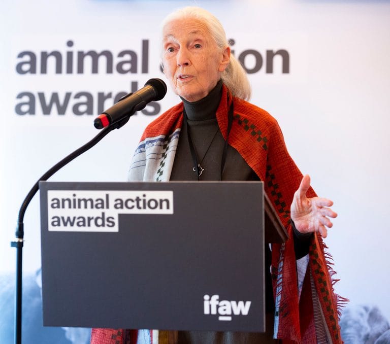 Jane Goodall Young: A Trailblazer’s Early Years